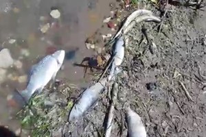 Астраханская природоохранная прокуратура выяснит причину массовой гибели рыбы в районе АЦКК