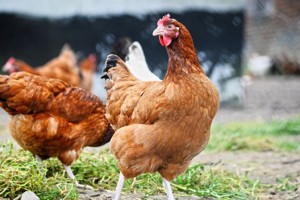 Из-за птичьего гриппа Казахстан запретил ввоз курицы из 36 регионов России