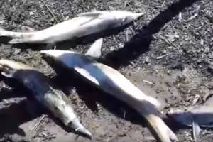 С места массовой гибели рыбы в Астрахани взяты пробы