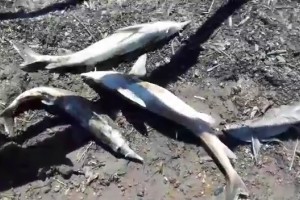 Специалист рассказал о возможных причинах массовой гибели рыбы в Астрахани