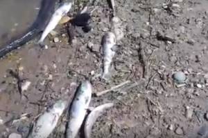 Массовая гибель рыбы в Астрахани остается загадкой