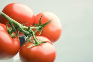 В Астрахани будут выращивать элитные сладкие томаты