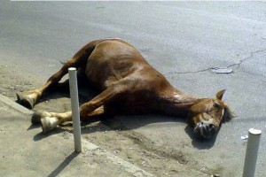 Житель Астраханской области насмерть сбил лошадь