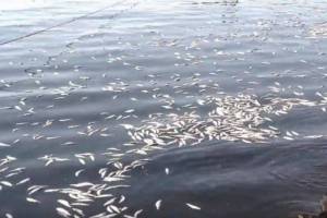 Эксперты назвали причину массовой гибели рыбы в Каспии
