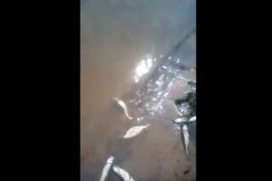 Под Астраханью пляж завалило дохлой рыбой