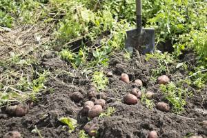 Власти рассказали о запрете сажать картошку на своих участках