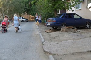 В Астрахани снова нет покоя от бродячих собак