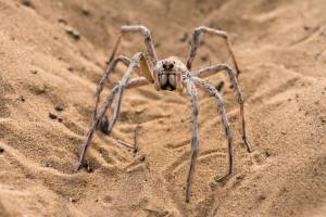 Неизвестные огромные пауки водятся около Астрахани