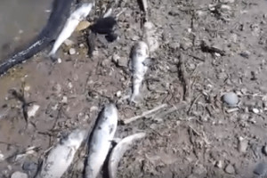 По поручению губернатора учёные разобрались в причинах массовой гибели рыбы на пляже АЦКК