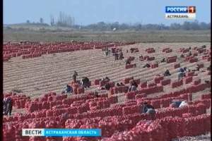 Астраханские аграрии в корне изменят объемы и сроки сельхозпроизводства
