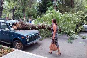 В центре Астрахани на несколько машин рухнуло большое дерево