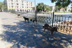 Стаи бродячих собак чувствуют себя хозяевами Астрахани, а на окраины пришли «гиены»
