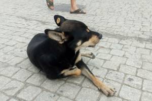 Собаки с бирками бегают по Астрахани
