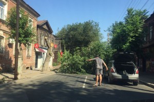 В Астрахани возле «Белого лебедя» упало дерево