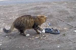 Битва кота и змеи в Астрахани попала на видео