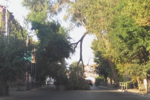 В Астрахани за неделю упало четвёртое дерево