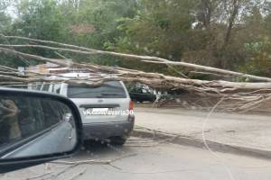 В Астрахани сухое дерево рухнуло на автомобиль