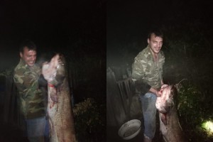 В Астрахани рыбак поймал огромного сома на кузнечика