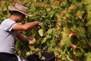 Госдума разработала законопроект для поддержки отечественных виноградарей