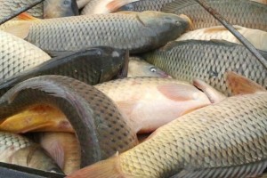 В Астраханской области у бизнесмена выявлено более 5 тонн сомнительной рыбы