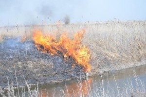 Где в Астраханской области чаще всего горит сухая трава и мусор