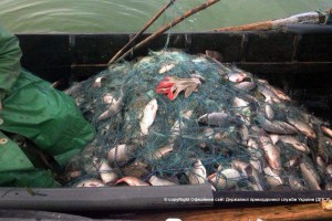 В Астраханской области два друга незаконно выловили более 150 кг рыбы