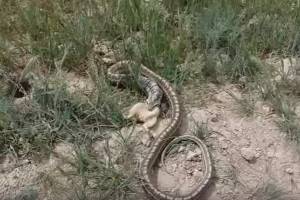 Астраханцы утверждают, что в области появились смертельно опасные змеи