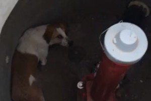 В Астраханской области собака четыре дня просидела в колодце без еды и воды