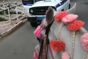 В чем опасность незаконного катания на лошадях, напомнили после громкого инцидента с наездницей в Астрахани