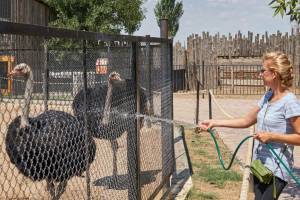Как переживают безумную жару животные в астраханском зоопарке