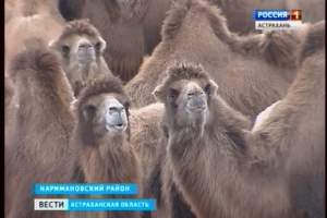 В Астраханской области выведен новый тип верблюдов калмыцкой породы