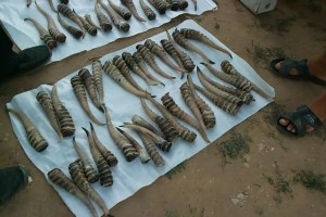 Астраханские пограничники выявили партию рогов безжалостно убитых молодых сайгаков