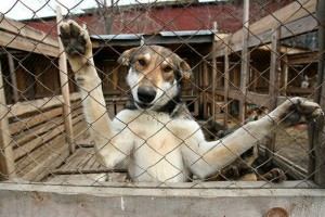 К концу года в Астраханской области может начать работу питомник для бездомных животных