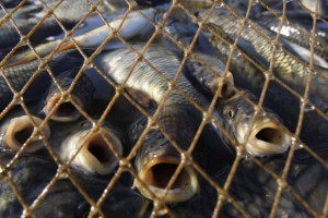 Четверо жителей Астраханской области заплатят штрафы за ловлю рыбы сетью
