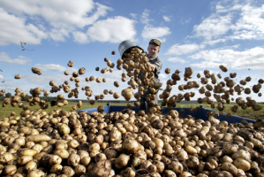 Курс на импортозамещение: сбор картофеля в регионах России увеличился на 3%