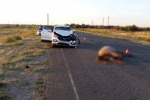 Астраханец за рулём Hyundai сбил на трассе лошадь