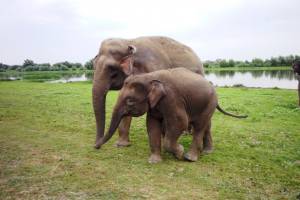 Астраханское село с «плохой водой» приглянулось слонам