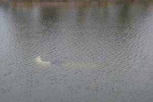 Иномарку унесло по течению на 20 метров: стали известны подробности с затонувшим под Астраханью автомобилем