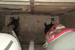 В Астраханскую область из Казахстана пытались ввезти спортивных лошадей без справки