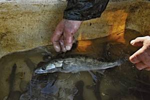 Рыбалка в Астраханской области в ближайшие дни может быть небезопасной
