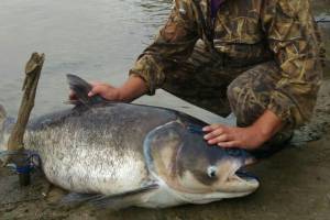 Гигантскую рыбу поймали в Астраханской области