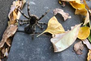 Гигантские ядовитые пауки выползли на улицы в Астраханской области