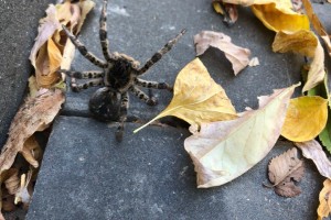 Жителей Астраханской области атаковали ядовитые пауки