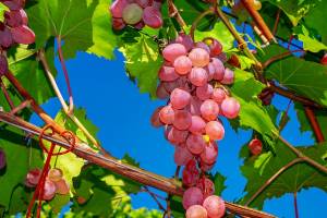 Помогите дозреть виноградной лозе