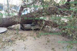 В Астрахани дерево раздавило автомобиль