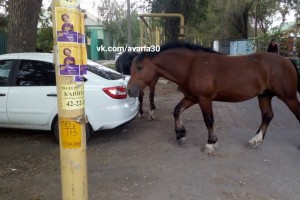 В астраханском посёлке лошади портят припаркованные автомобили