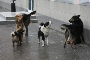 Астраханцы массово жалуются на стаи бродячих собак
