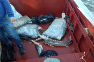 В Астраханской области поймали более 400 браконьеров
