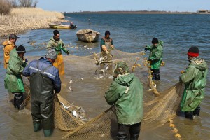 В Астраханской области за варварскую ловлю рыбы неводом задержаны работники рыбколхоза
