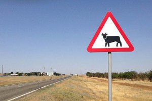В Астраханской области из-за коров и баранов произошло 87 аварий
